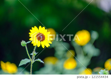 ひまわりと背景のぼやけた花々 ひまわりと背景のぼやけた花々 121554434