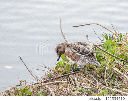 ヒドリガモ（メス）　京都賀茂川 121554610