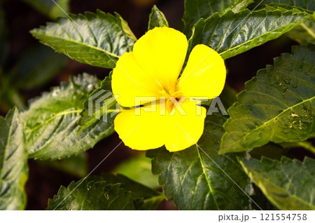 ターネラ・ウルミフォリア　 121554758