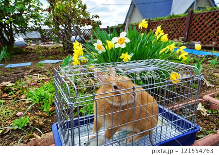庭に出てみたペットのウサギ 121554763