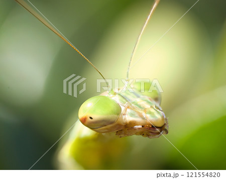 カマキリのドアップ 121554820