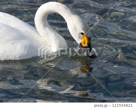 水中を見つめる白鳥さん 121554821