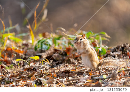 落ち葉の上に立ち頬袋を膨らませたエゾシマリス 落ち葉の上に立ち頬袋を膨らませたエゾシマリス 121555079