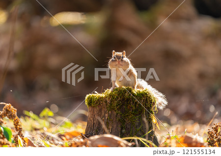 切り株の上に立つ頬袋を膨らませたエゾシマリス 121555134