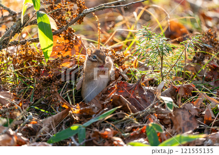 落ち葉の中で手をなめるエゾシマリス 落ち葉の中で手をなめるエゾシマリス 121555135