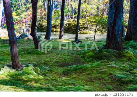 京都の苔寺、西芳寺の紅葉の日本庭園 京都の苔寺、西芳寺の紅葉の日本庭園 121555178