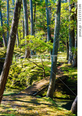 京都の苔寺、西芳寺の紅葉の日本庭園 京都の苔寺、西芳寺の紅葉の日本庭園 121555186