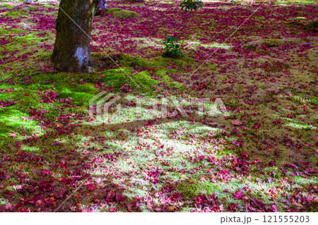 京都の苔寺、西芳寺の紅葉の日本庭園 京都の苔寺、西芳寺の紅葉の日本庭園 121555203