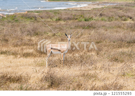 タンザニアのンゴロンゴロ保全地域のインパラ 121555293