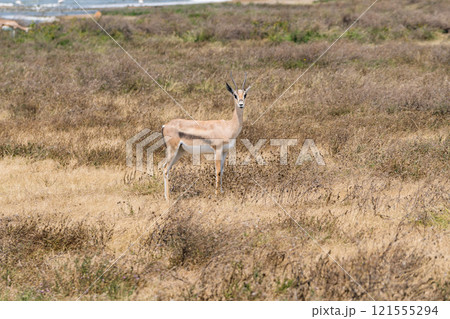 タンザニアのンゴロンゴロ保全地域のインパラ 121555294
