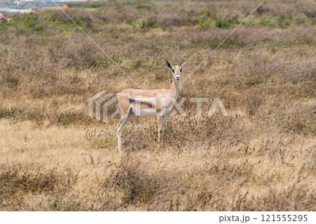 タンザニアのンゴロンゴロ保全地域のインパラ 121555295