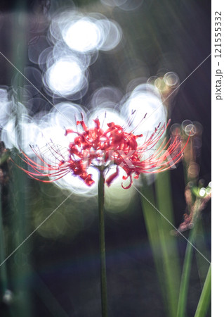 西蓮寺の彼岸花 西蓮寺の彼岸花 121555332