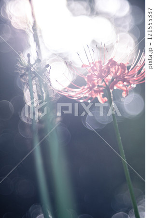 西蓮寺の彼岸花 西蓮寺の彼岸花 121555337