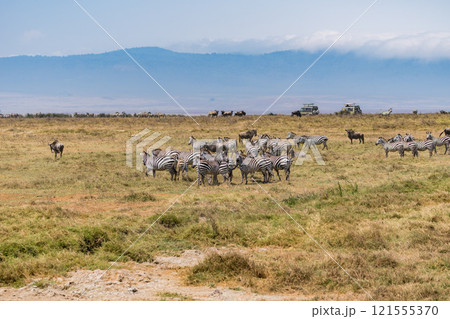 タンザニアのンゴロンゴロ保全地域のシマウマ タンザニアのンゴロンゴロ保全地域のシマウマ 121555370