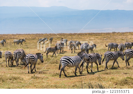 タンザニアのンゴロンゴロ保全地域のシマウマ 121555371