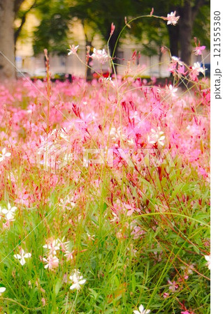 ガウラのピンク色の花 ビリニュス リトアニア ガウラのピンク色の花 ビリニュス リトアニア 121555380