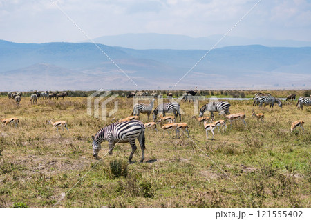 タンザニアのンゴロンゴロ保全地域のシマウマ 121555402