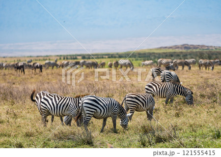 タンザニアのンゴロンゴロ保全地域のシマウマ 121555415