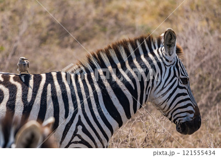 タンザニアのンゴロンゴロ保全地域のシマウマ タンザニアのンゴロンゴロ保全地域のシマウマ 121555434