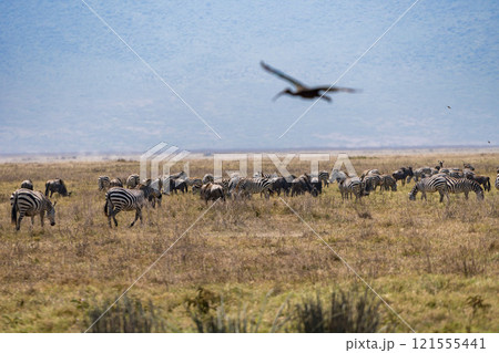タンザニアのンゴロンゴロ保全地域のシマウマ 121555441