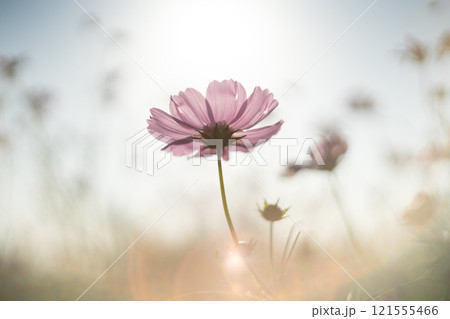 与田浦のコスモス 与田浦のコスモス 121555466