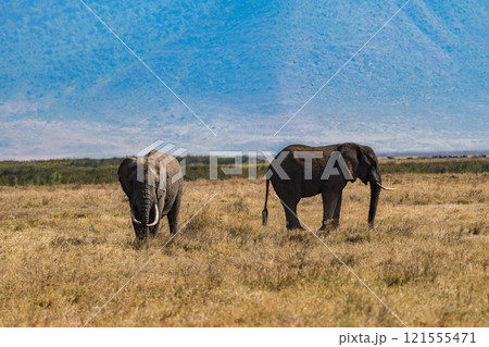 タンザニアのンゴロンゴロ保全地域のアフリカゾウ タンザニアのンゴロンゴロ保全地域のアフリカゾウ 121555471