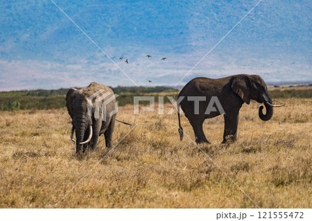 タンザニアのンゴロンゴロ保全地域のアフリカゾウ 121555472