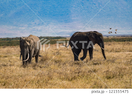タンザニアのンゴロンゴロ保全地域のアフリカゾウ 121555475