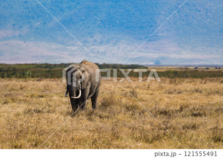 タンザニアのンゴロンゴロ保全地域のアフリカゾウ 121555491