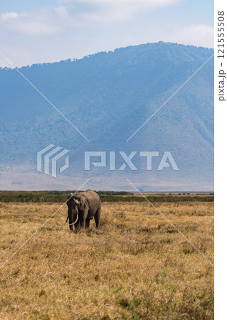 タンザニアのンゴロンゴロ保全地域のアフリカゾウ タンザニアのンゴロンゴロ保全地域のアフリカゾウ 121555508