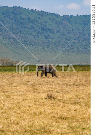 タンザニアのンゴロンゴロ保全地域のアフリカゾウ タンザニアのンゴロンゴロ保全地域のアフリカゾウ 121555511