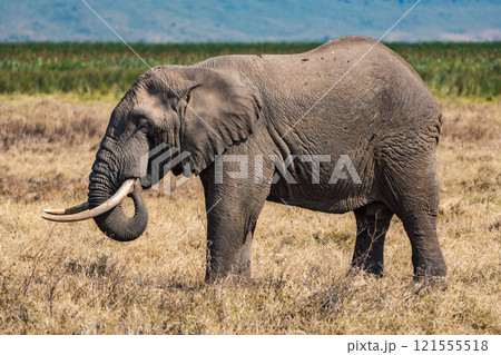 タンザニアのンゴロンゴロ保全地域のアフリカゾウ 121555518