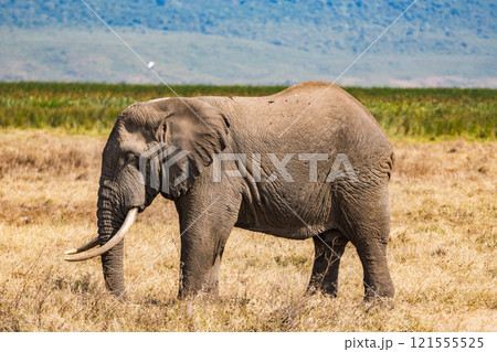 タンザニアのンゴロンゴロ保全地域のアフリカゾウ タンザニアのンゴロンゴロ保全地域のアフリカゾウ 121555525