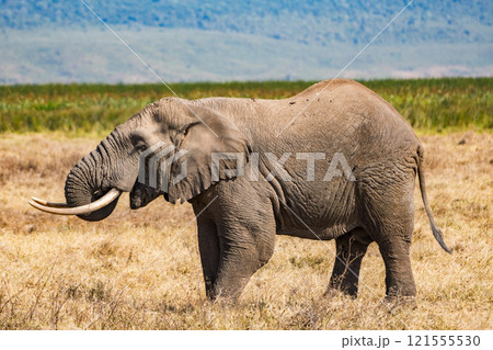 タンザニアのンゴロンゴロ保全地域のアフリカゾウ 121555530