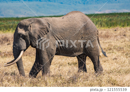 タンザニアのンゴロンゴロ保全地域のアフリカゾウ タンザニアのンゴロンゴロ保全地域のアフリカゾウ 121555539