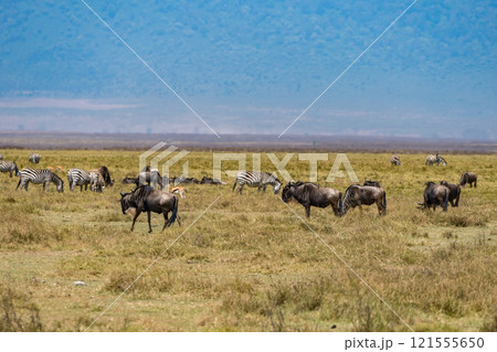 タンザニアのンゴロンゴロ保全地域のヌー タンザニアのンゴロンゴロ保全地域のヌー 121555650