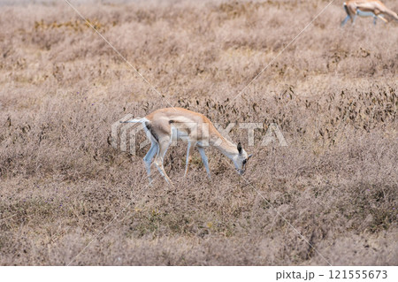 タンザニアのンゴロンゴロ保全地域のインパラ 121555673