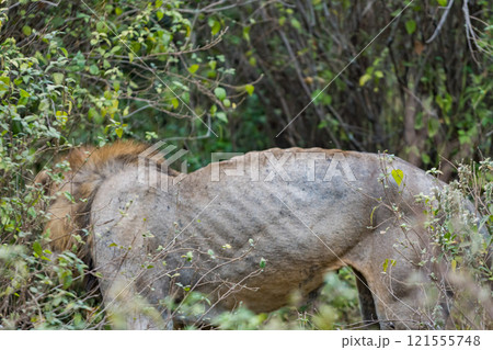 タンザニアのマニャラ湖国立公園のライオン 121555748