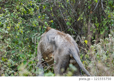 タンザニアのマニャラ湖国立公園のライオン タンザニアのマニャラ湖国立公園のライオン 121555750