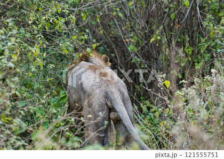 タンザニアのマニャラ湖国立公園のライオン タンザニアのマニャラ湖国立公園のライオン 121555751