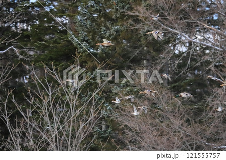 森林をバックに飛ぶマガモの群れ 森林をバックに飛ぶマガモの群れ 121555757