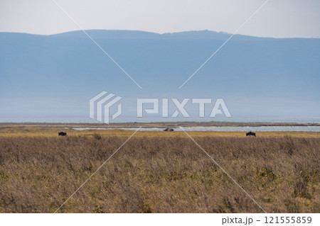 タンザニアのンゴロンゴロ保全地域のライオン 121555859