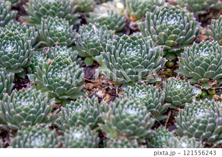 糸を巻く不思議な多肉植物センペルビウム アラクノイデウム 糸を巻く不思議な多肉植物センペルビウム アラクノイデウム 121556243