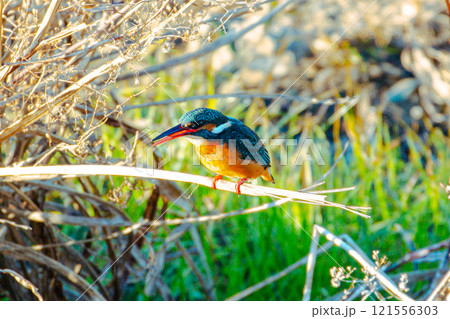 獲物をねらうカワセミ 121556303