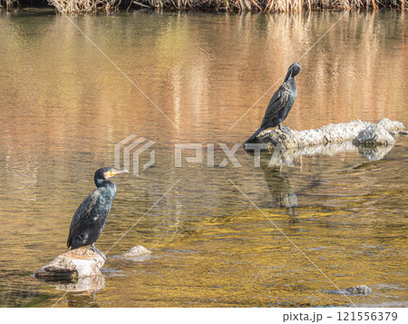 岩の上に立つカワウ　京都賀茂川　　 121556379