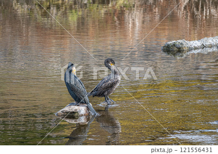 岩の上に立つカワウ　京都賀茂川　 121556431