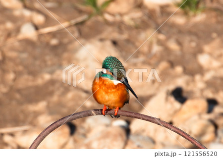 獲物をねらうカワセミ 121556520