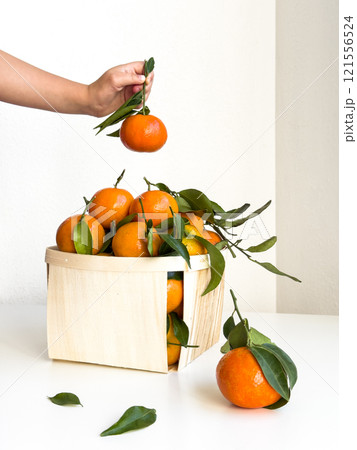 Hand picking fresh tangerines from a wooden basket on white background 121556524