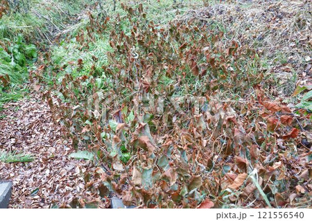 不思議な雑草、12月下旬、仙台市広瀬川河川敷 121556540