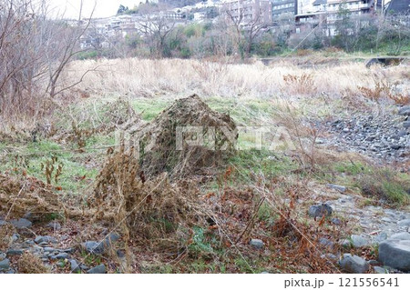 不思議な雑草、12月下旬、仙台市広瀬川河川敷 121556541